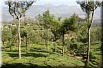 K58 To Munnar Landscapes - Mountains - Teaplantages.JPG