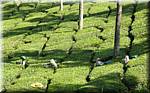 K59 To Munnar Landscapes - Mountains - Teaplantages.jpg