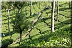 K61 To Munnar Landscapes - Mountains - Teaplantages.JPG