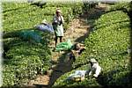 K62 To Munnar Landscapes - Mountains - Teaplantages.JPG