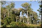 K64 To Munnar Landscapes - Mountains - Teaplantages.JPG
