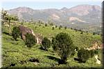 K68 To Munnar Landscapes - Mountains - Teaplantages.jpg
