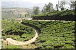 K69 To Munnar Landscapes - Mountains - Teaplantages.JPG