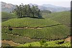 K71 To Munnar Landscapes - Mountains - Teaplantages.jpg