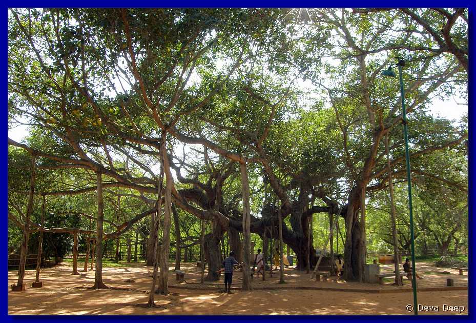 P23 Auroville Matrimandir - Banyan tree-ay