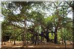 P23 Auroville Matrimandir - Banyan tree-ay.jpg