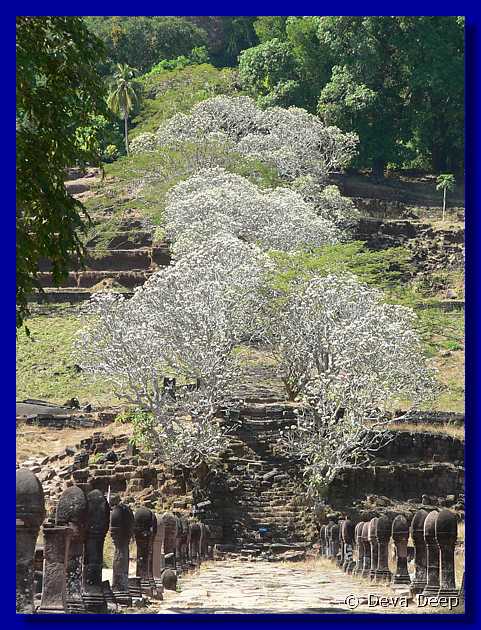 490  Champasak Wat Phu Champasak Trees