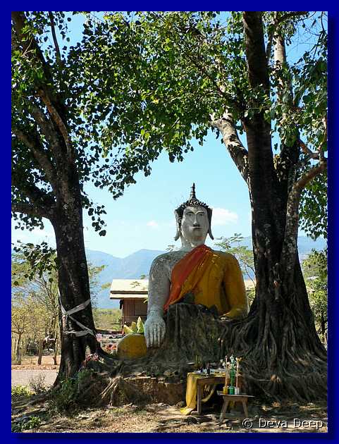 655  Champasak Buddha in tree-si-srm