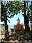 655  Champasak Buddha in tree-si-srm.jpg