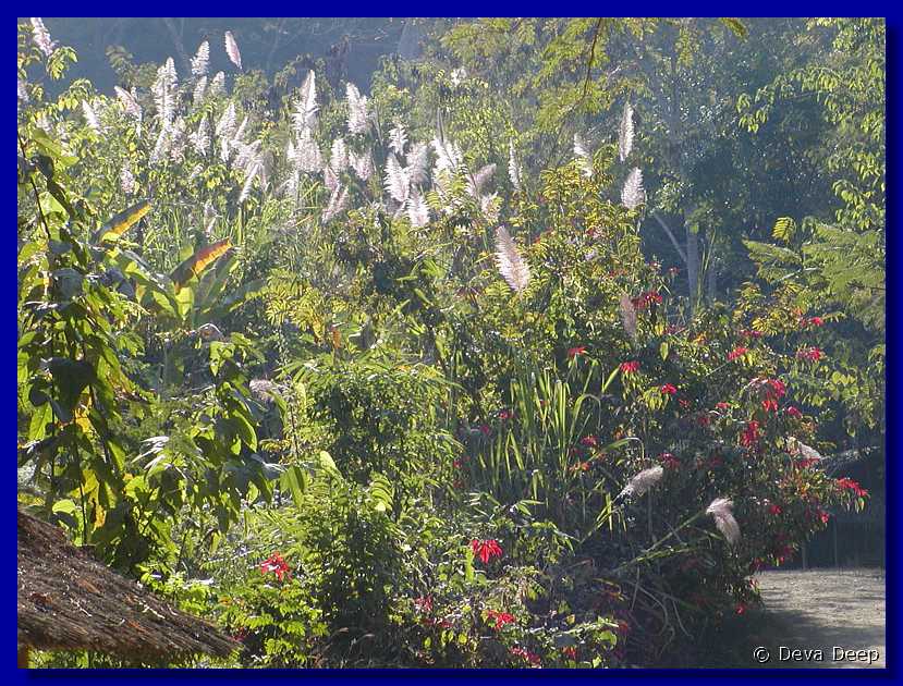 Luang Prabang Kuang Xi waterfall-flowers 104-1