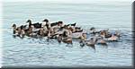 714  Don Khong Mekong Ducks-ay.jpg