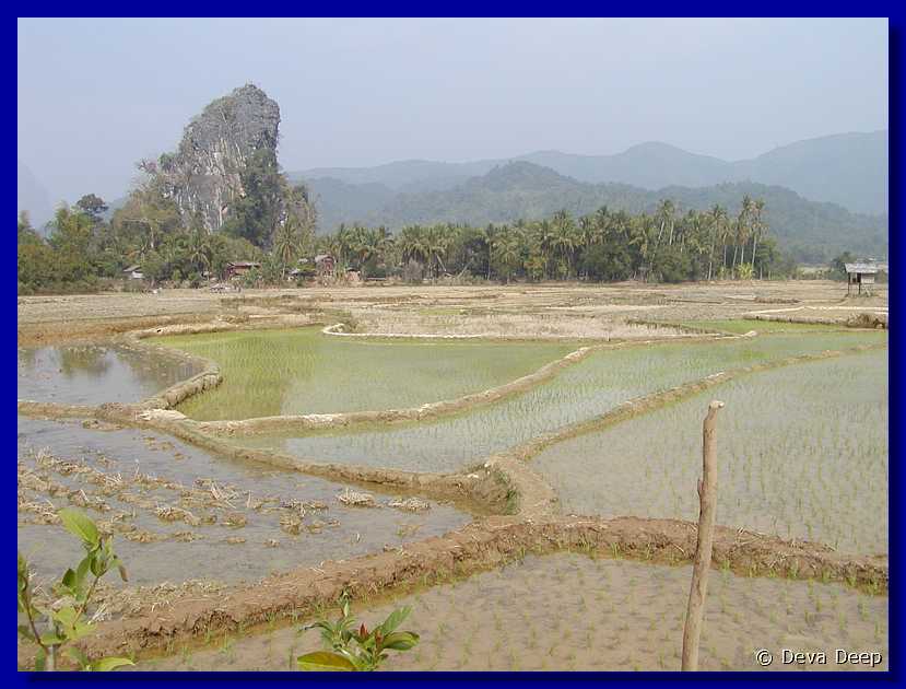 Vang Vieng Landscape Rice fieldsN28-3