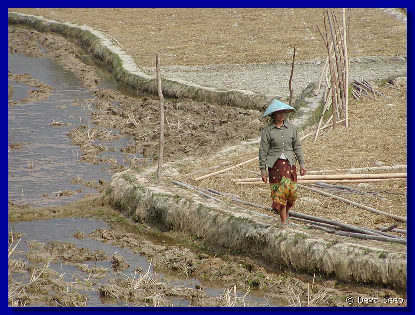 Vang Vieng Landscape Rice fieldsN28-4