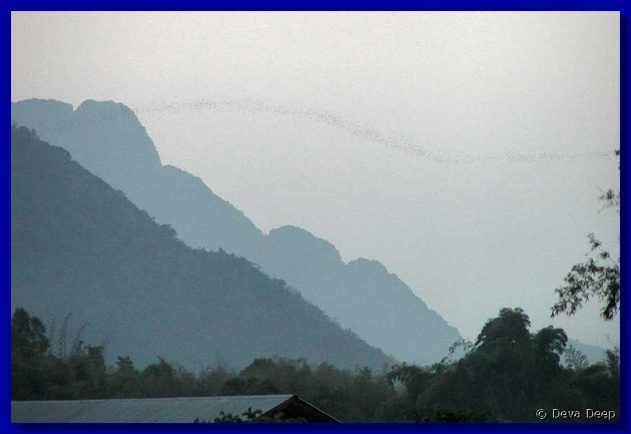 Vang Vieng River Bats from cave N31