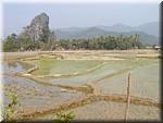 Vang Vieng Landscape Rice fieldsN28-3.JPG