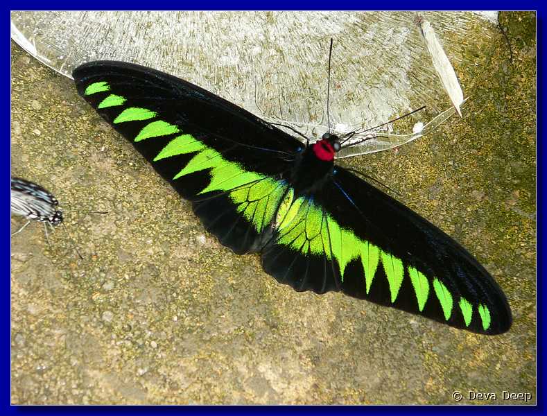 07573 20060126 1040-00 Cameron Highlands Buitterfly garden Butterflies