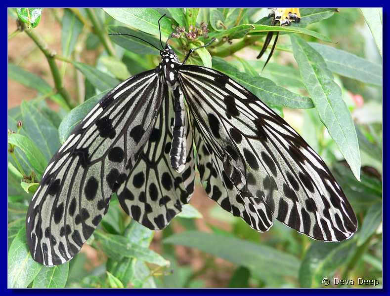 07574 20060126 1040-46 Cameron Highlands Buitterfly garden Butterflies