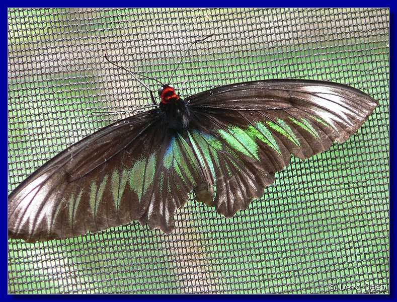 07578 20060126 1044-26 Cameron Highlands Buitterfly garden Butterflies