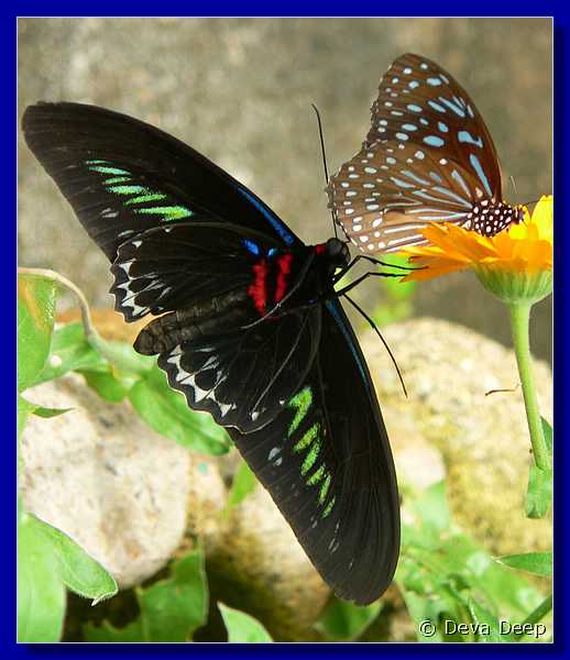 07583 20060126 1045-46 Cameron Highlands Buitterfly garden Butterflies