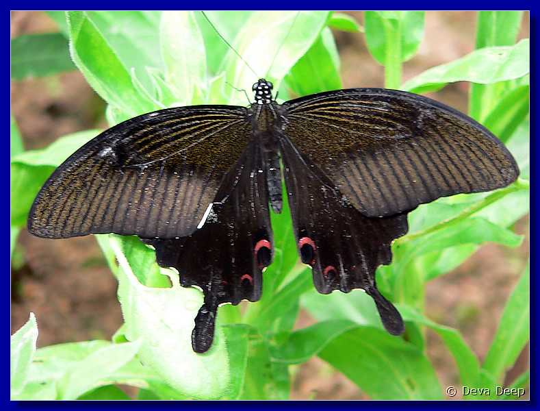 07585 20060126 1046-10 Cameron Highlands Buitterfly garden Butterflies-ay