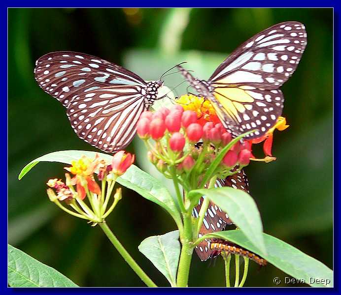 07588 20060126 1046-48 Cameron Highlands Buitterfly garden Butterflies-ay