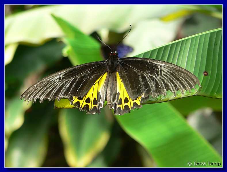 07589 20060126 1047-32 Cameron Highlands Buitterfly garden Butterflies