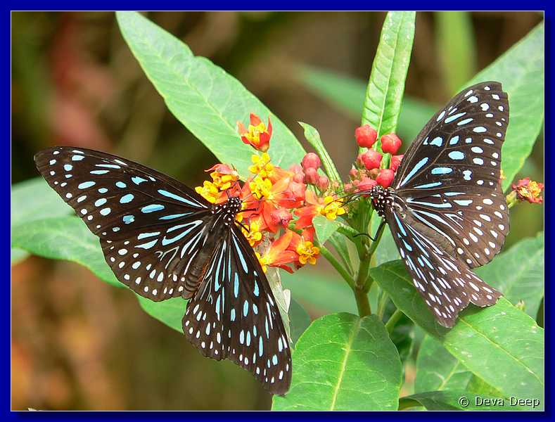 07590 20060126 1048-22 Cameron Highlands Buitterfly garden Butterflies