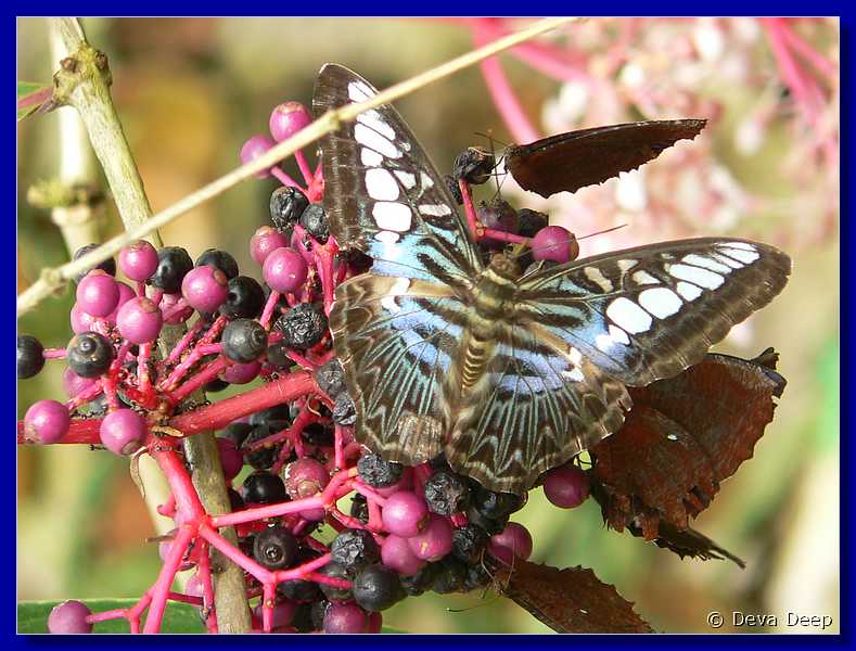 07594 20060126 1049-40 Cameron Highlands Buitterfly garden Butterflies