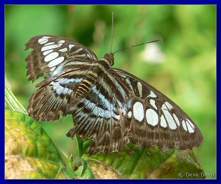 07595 20060126 1050-00 Cameron Highlands Buitterfly garden Butterflies