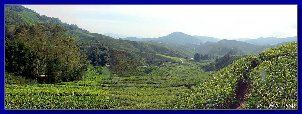 07599 20060126 PAN Cameron Highlands Boh tea plantation-iC
