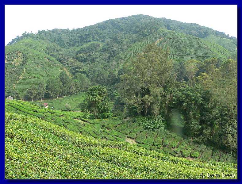 07602 20060126 1101-12 Cameron Highlands Boh tea plantation