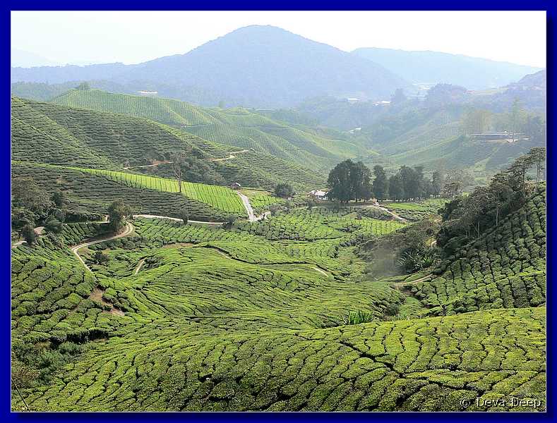 07605 20060126 1102-08 Cameron Highlands Boh tea plantation-spf