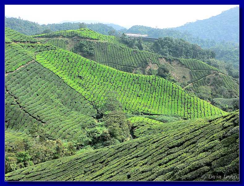 07620 20060126 1119-40 Cameron Highlands Boh tea plantation-spf-cl