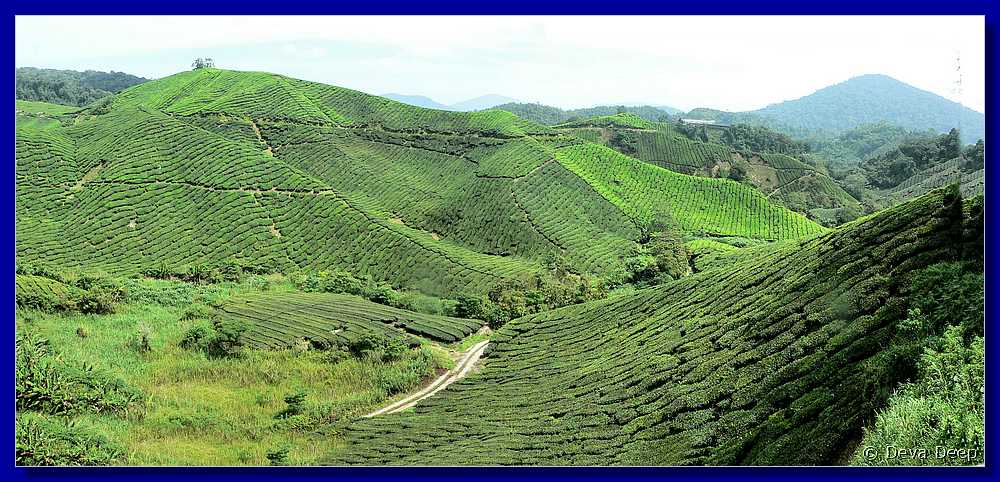 07639 20060126 PAN Cameron Highlands Boh tea plantation-spf