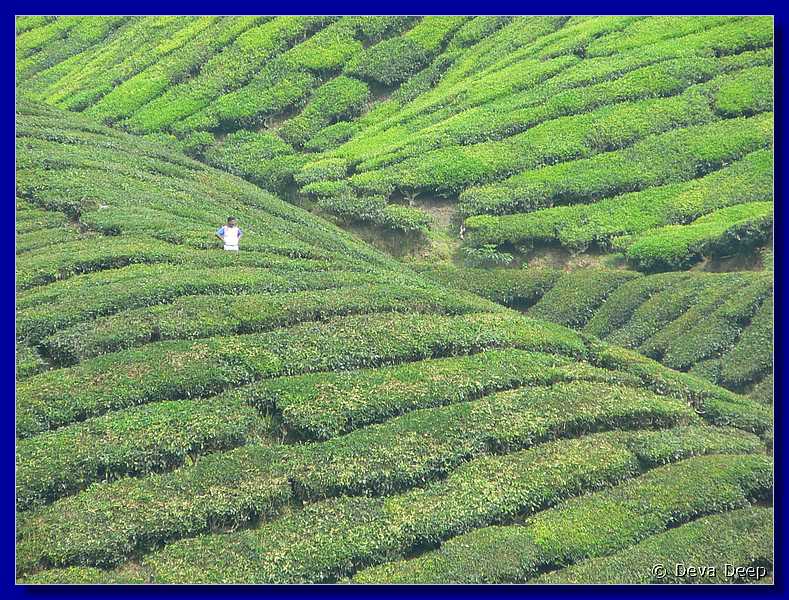 07641 20060126 1205-18 Cameron Highlands Boh tea plantation