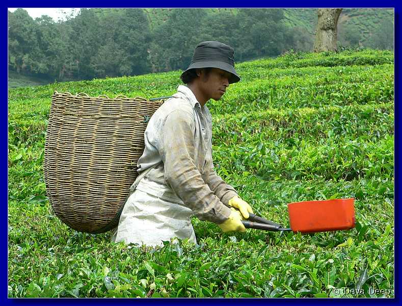 07647 20060126 1217-26 Cameron Highlands Boh tea plantation tea pluckers