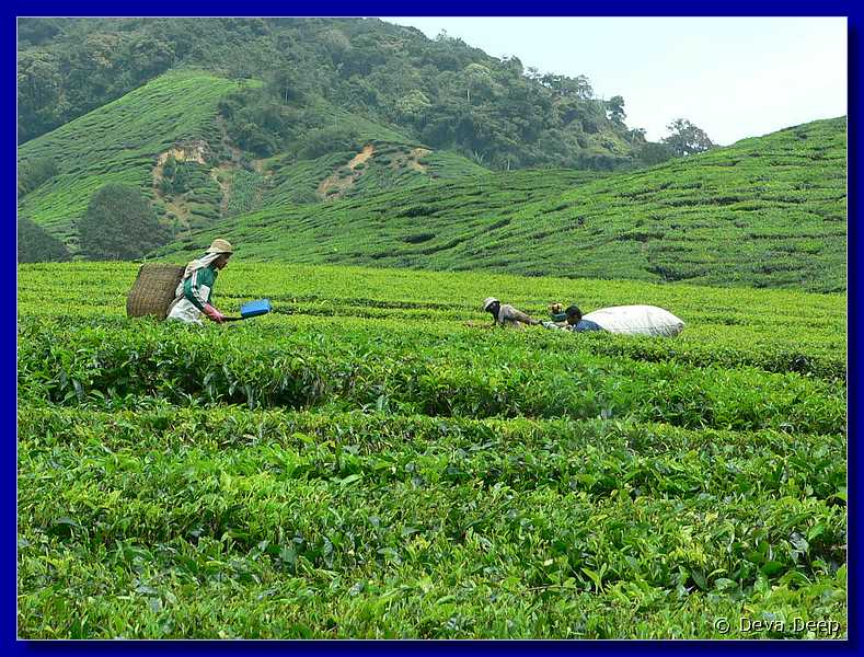07649 20060126 1217-50 Cameron Highlands Boh tea plantation tea pluckers