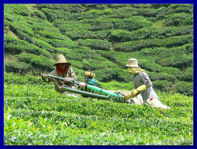 07654 20060126 1218-48 Cameron Highlands Boh tea plantation tea pluckers