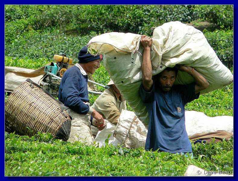 07660 20060126 1220-12 Cameron Highlands Boh tea plantation tea pluckers-spf