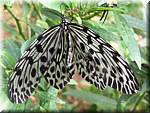 07574 20060126 1040-46 Cameron Highlands Buitterfly garden Butterflies.JPG