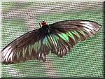 07578 20060126 1044-26 Cameron Highlands Buitterfly garden Butterflies.JPG