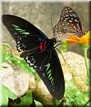 07583 20060126 1045-46 Cameron Highlands Buitterfly garden Butterflies.JPG