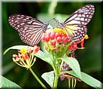 07588 20060126 1046-48 Cameron Highlands Buitterfly garden Butterflies-ay.jpg