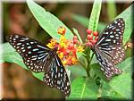 07590 20060126 1048-22 Cameron Highlands Buitterfly garden Butterflies.JPG
