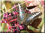 07594 20060126 1049-40 Cameron Highlands Buitterfly garden Butterflies.JPG