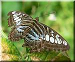 07595 20060126 1050-00 Cameron Highlands Buitterfly garden Butterflies.JPG