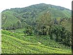 07602 20060126 1101-12 Cameron Highlands Boh tea plantation.JPG