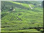 07603 20060126 1101-26 Cameron Highlands Boh tea plantation.JPG