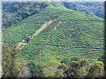 07609 20060126 1103-06 Cameron Highlands Boh tea plantation-ay.jpg