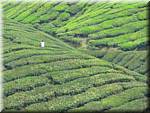 07641 20060126 1205-18 Cameron Highlands Boh tea plantation.JPG